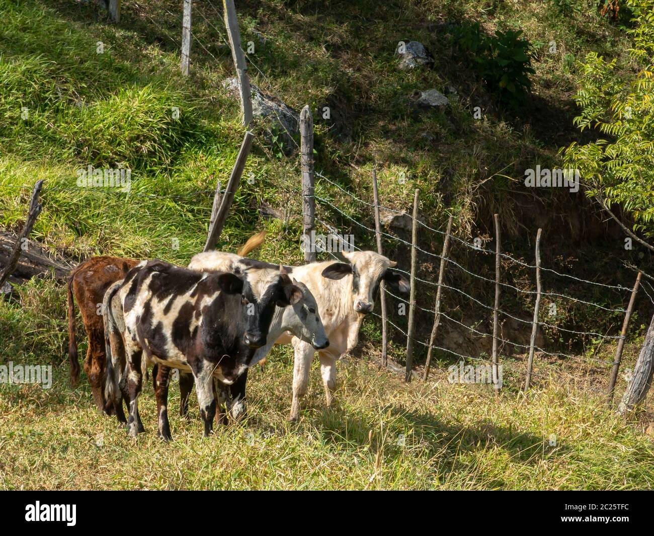 Young Oxen living free in the filed livestock cattle Stock Photo Alamy