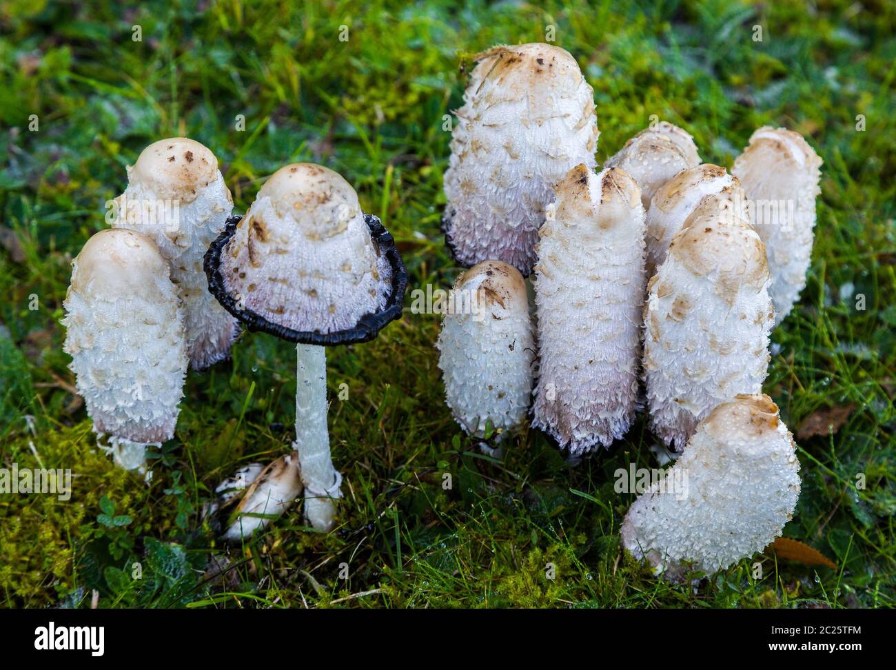 Ink mushroom (Coprinus comatus) Stock Photo