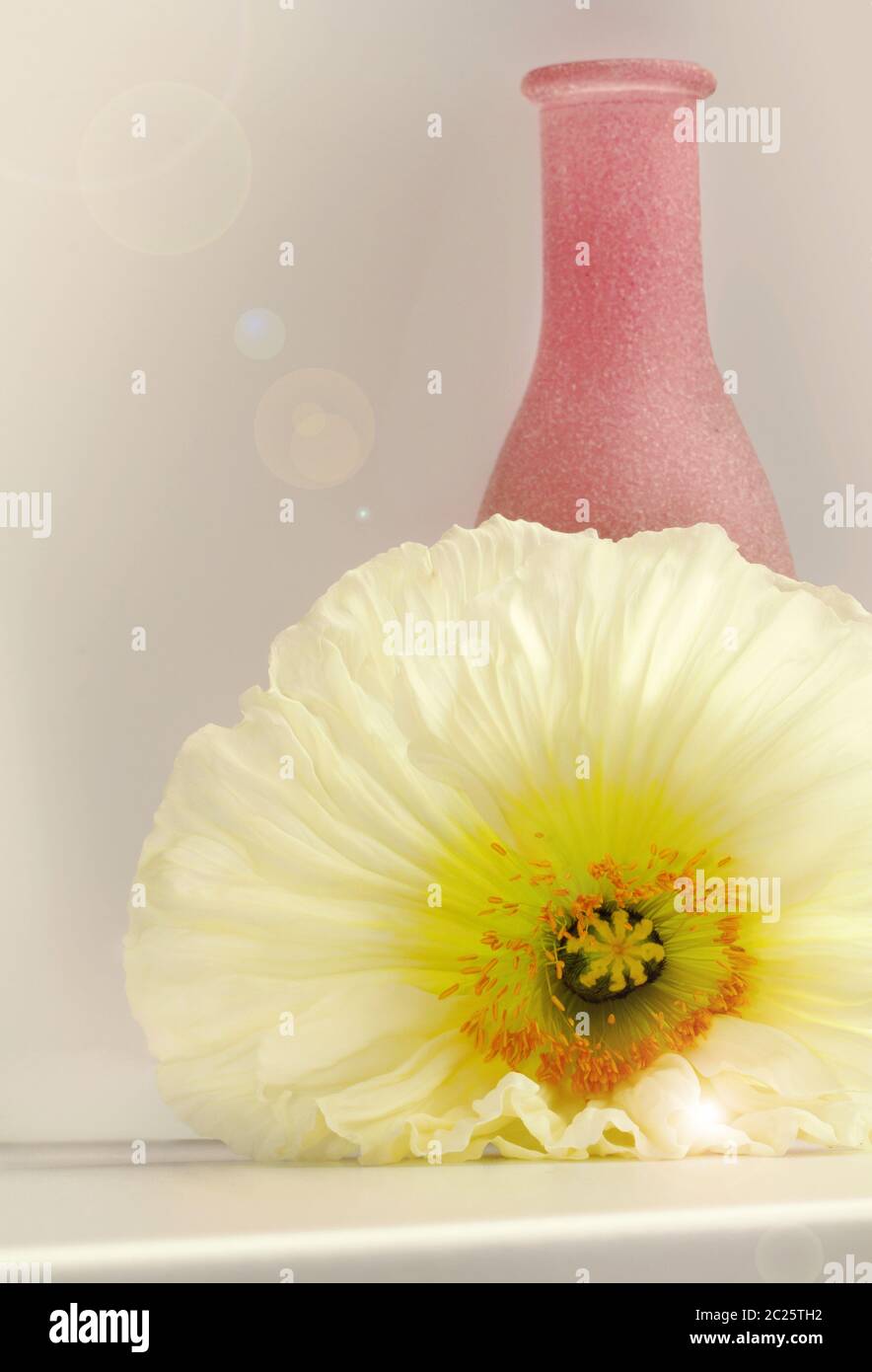 Poppy flower and pink vase in fine light. Stock Photo