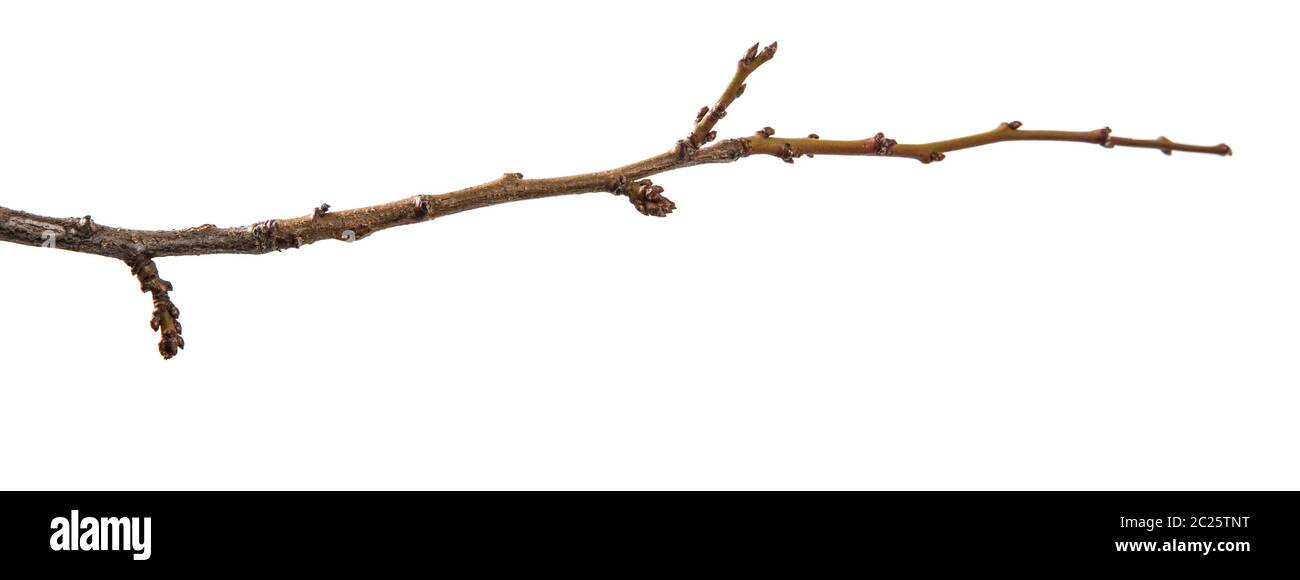 dry apricot tree branch. isolated on white Stock Photo
