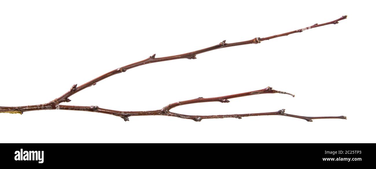 dry apricot tree branch. isolated on white Stock Photo