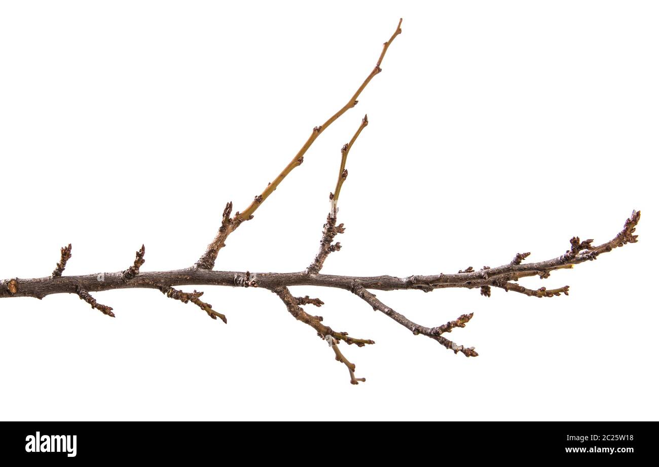 dry apricot tree branch. isolated on white Stock Photo