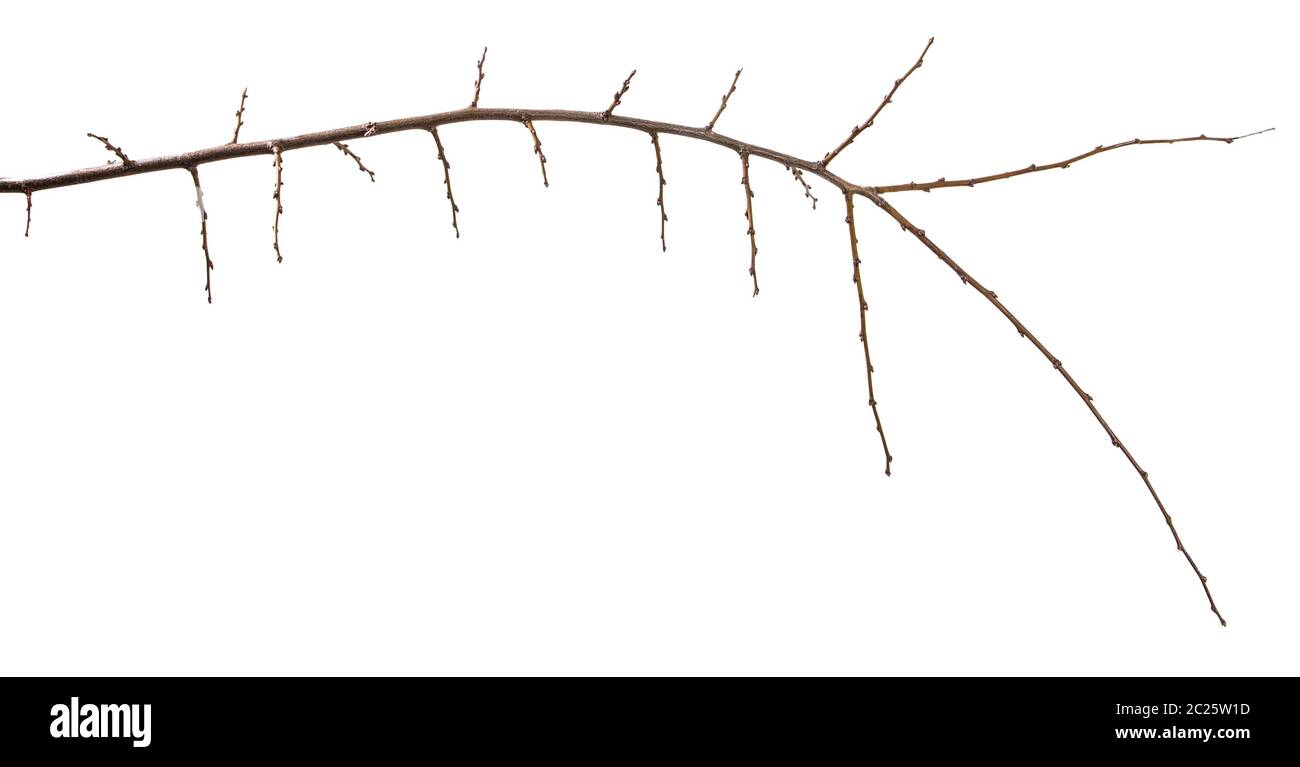 dry apricot tree branch. isolated on white Stock Photo