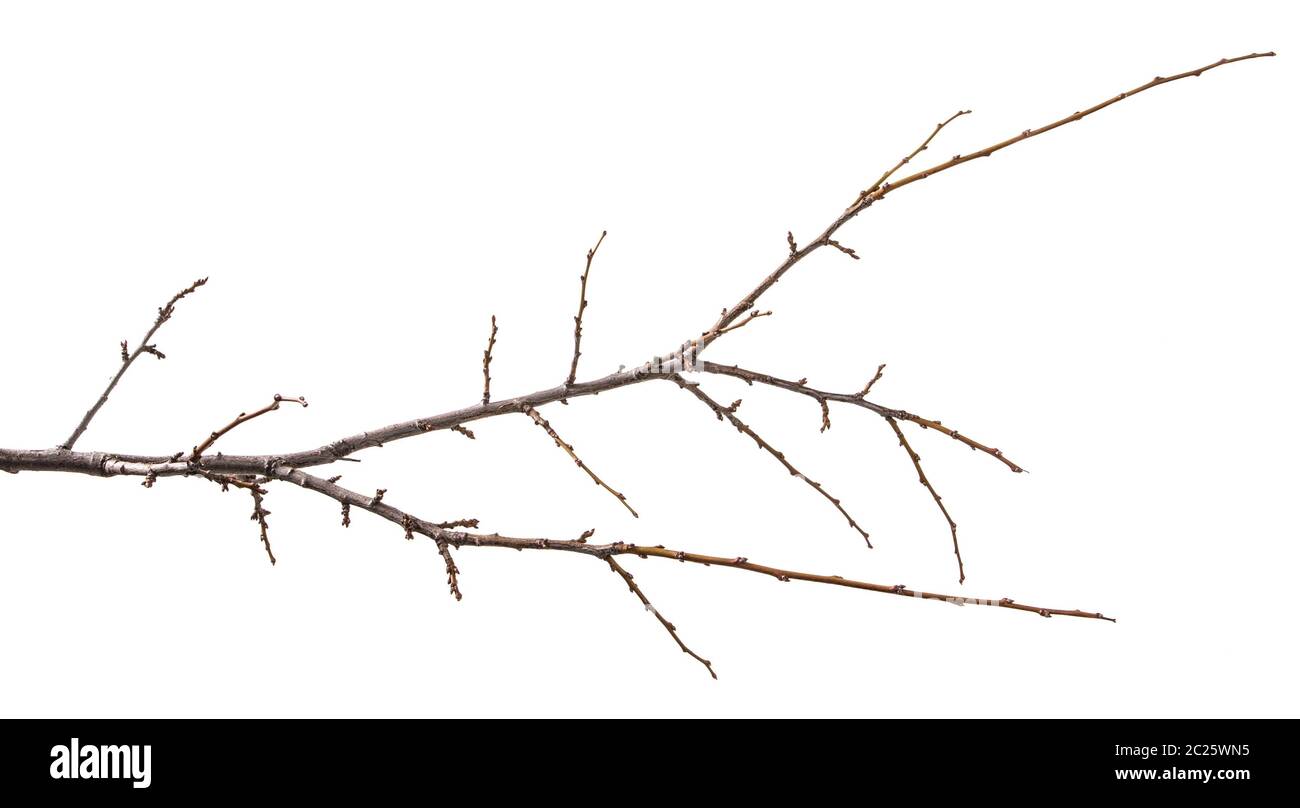 dry branch of the plum tree. isolated on white Stock Photo