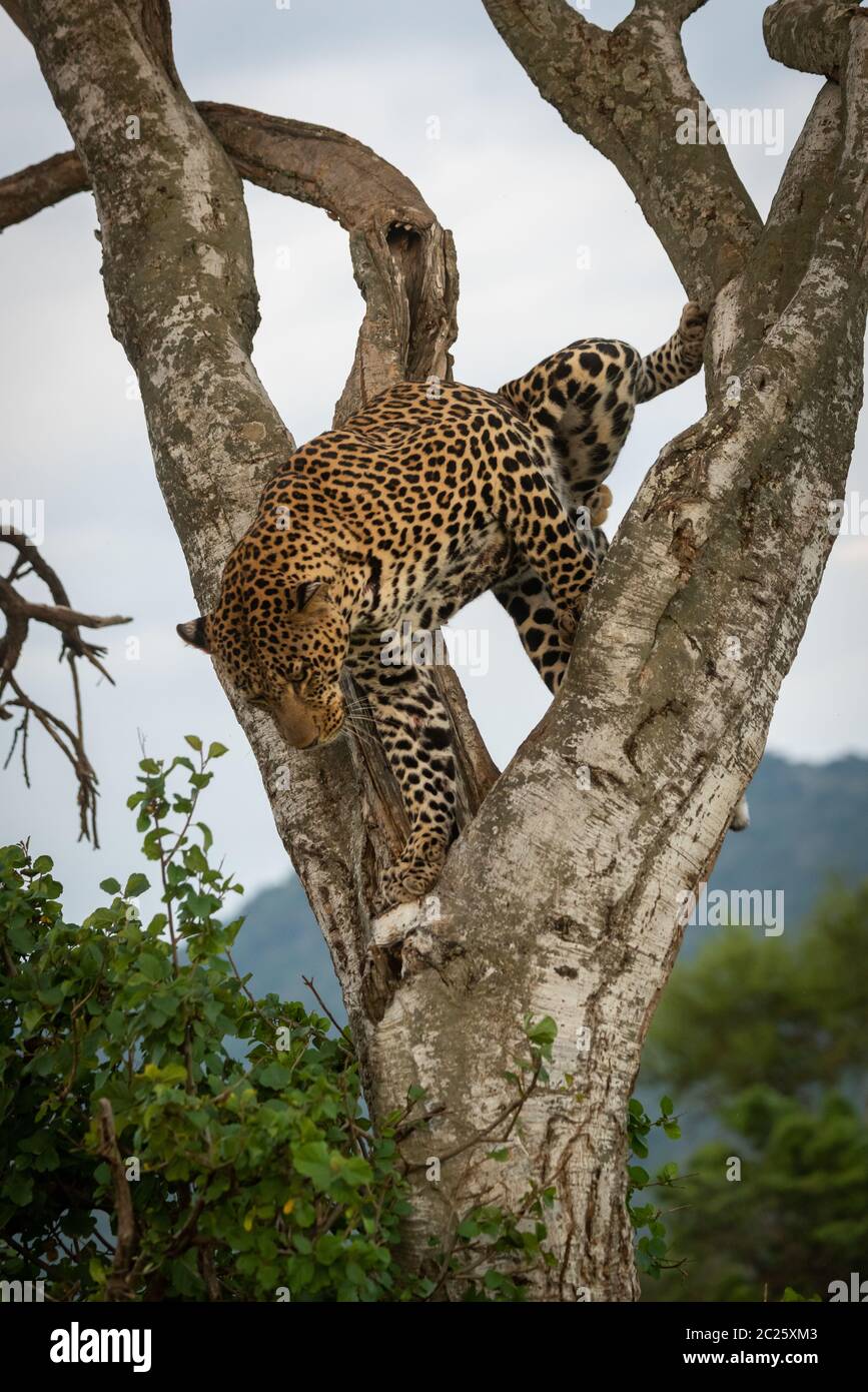 Male leopard stands in tree looking down Stock Photo