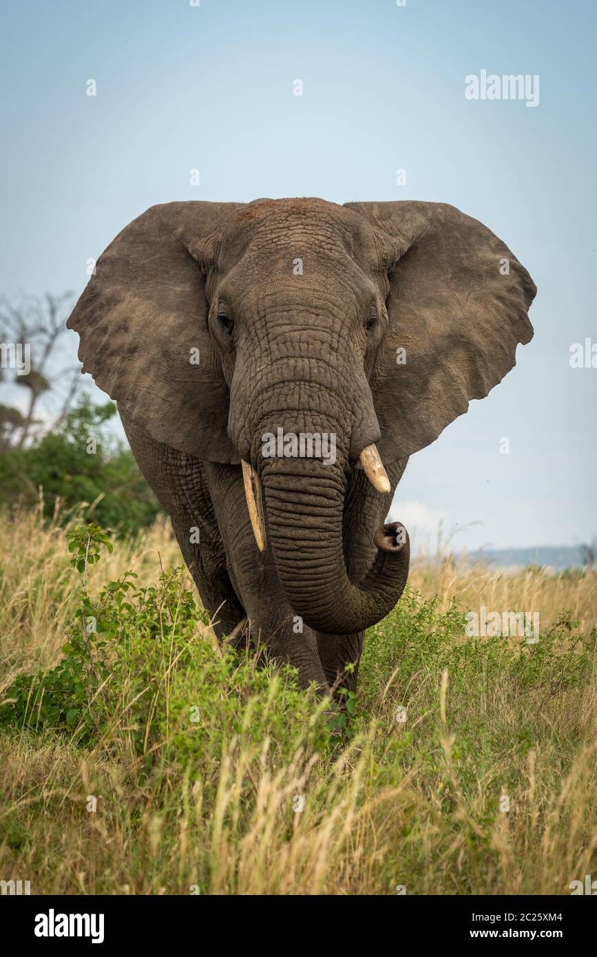 Male African bush elephant stands curling trunk Stock Photo - Alamy