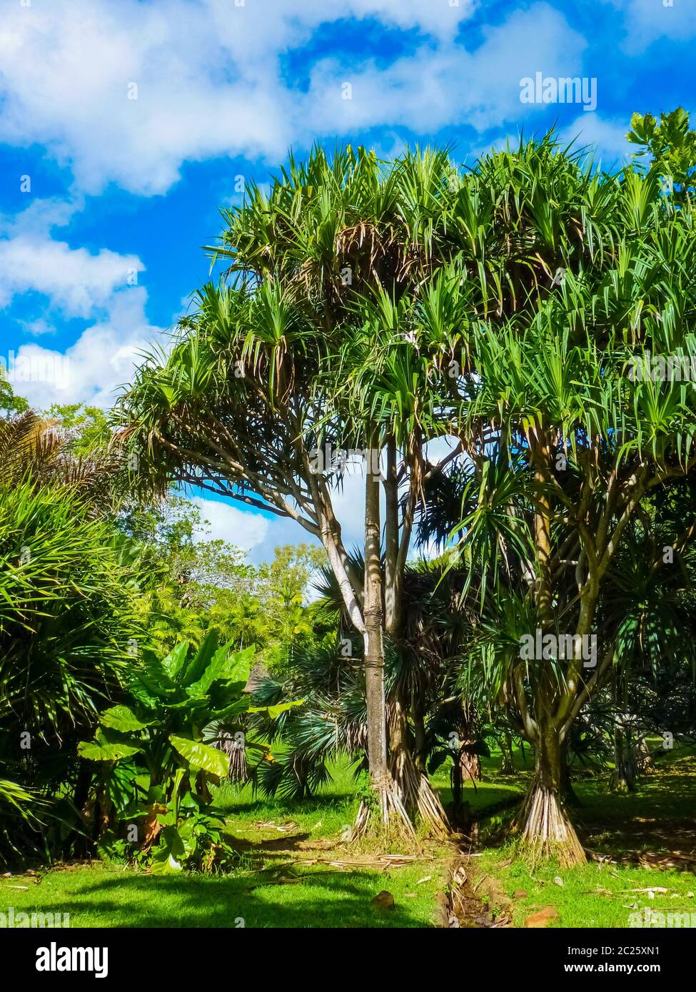 Sir Seewoosagur Ramgoolam Botanical Garden in Pamplemousses, Mauritius island Stock Photo