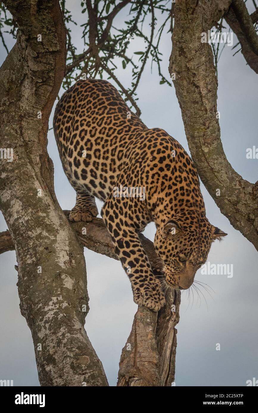 Male leopard walks down branch of tree Stock Photo