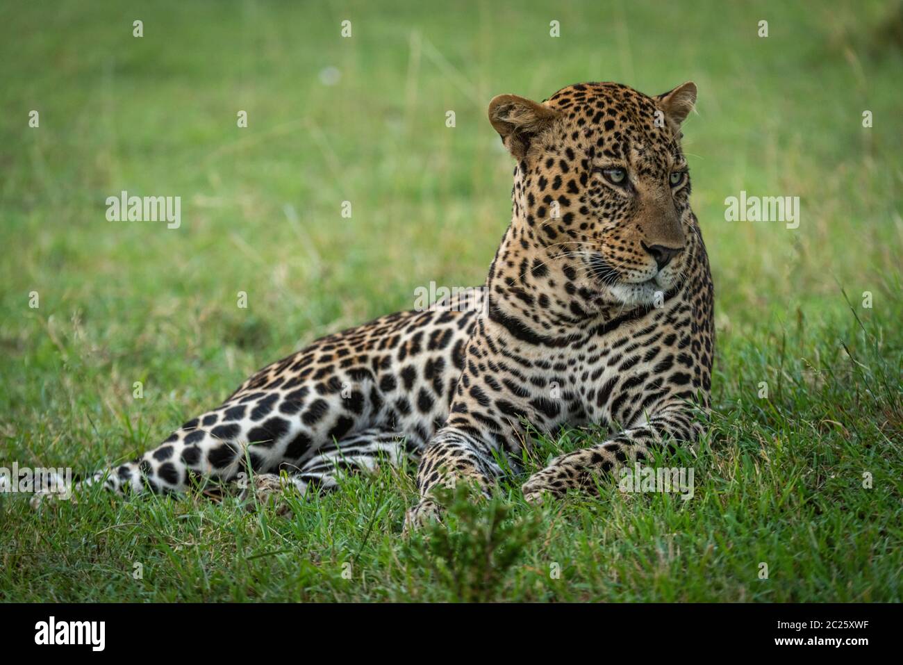 Male leopard lying in grass looking right Stock Photo - Alamy