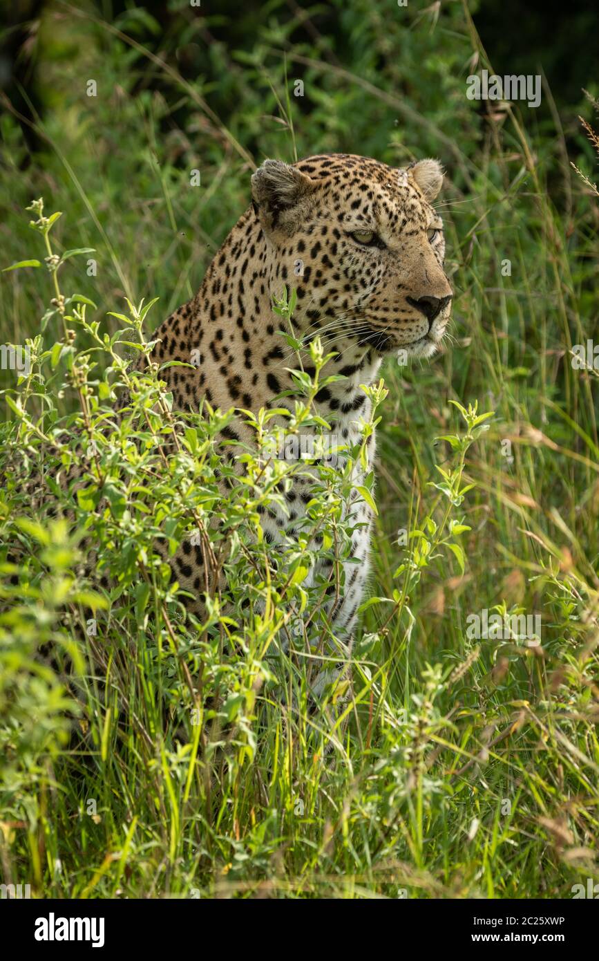 Male leopard sits in bushes facing right Stock Photo - Alamy