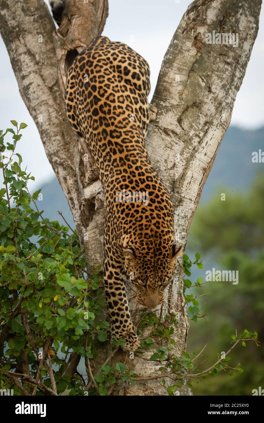 Male leopard climbs down tree by bush Stock Photo