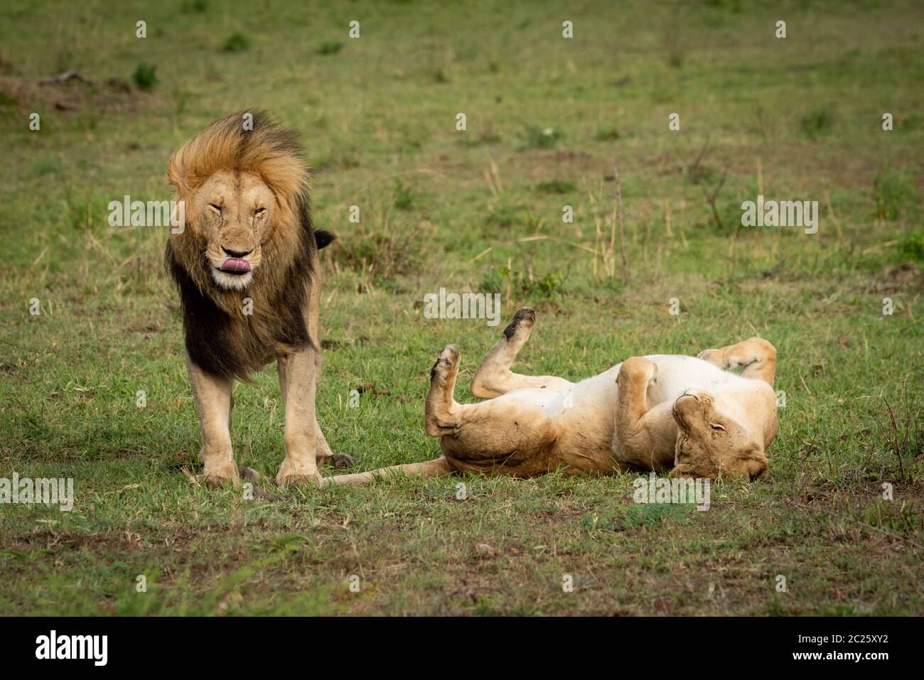 Lion stands by lioness rolling on back Stock Photo