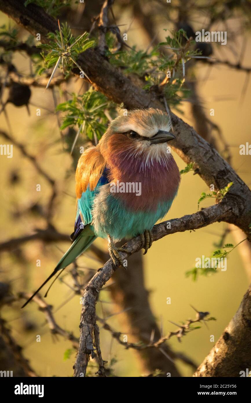 Lilac-breasted roller on whistling thorn eyes camera Stock Photo