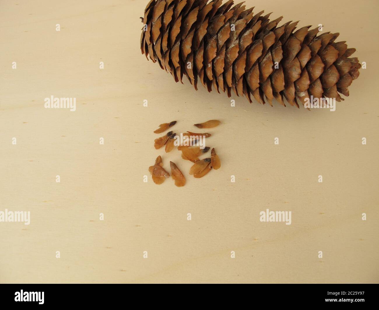 Cones and edible seeds of the spruce Stock Photo