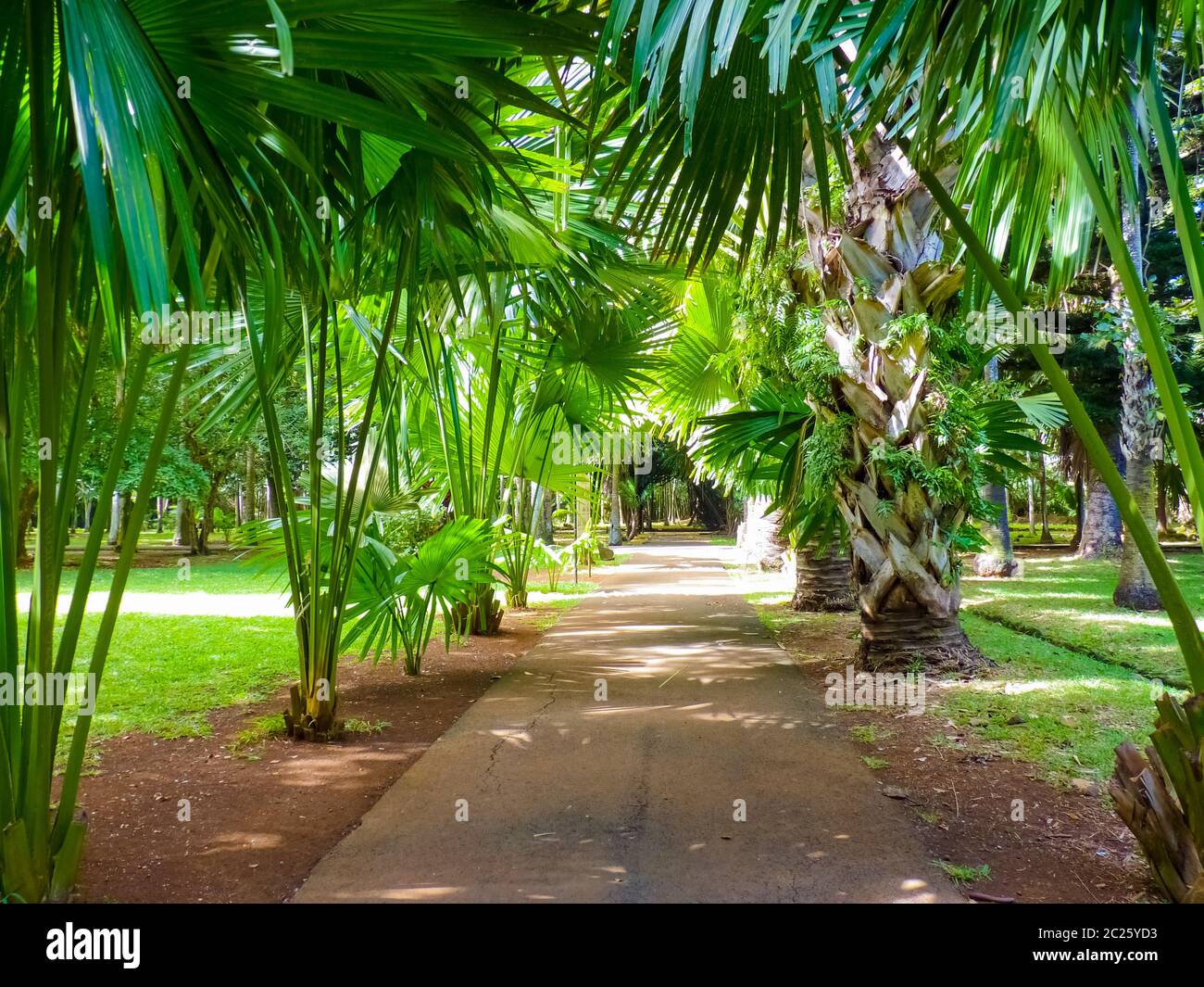 Sir Seewoosagur Ramgoolam Botanical Garden in Pamplemousses, Mauritius island Stock Photo