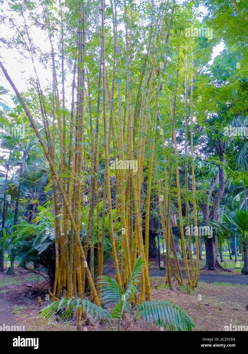 Sir Seewoosagur Ramgoolam Botanical Garden in Pamplemousses, Mauritius island Stock Photo