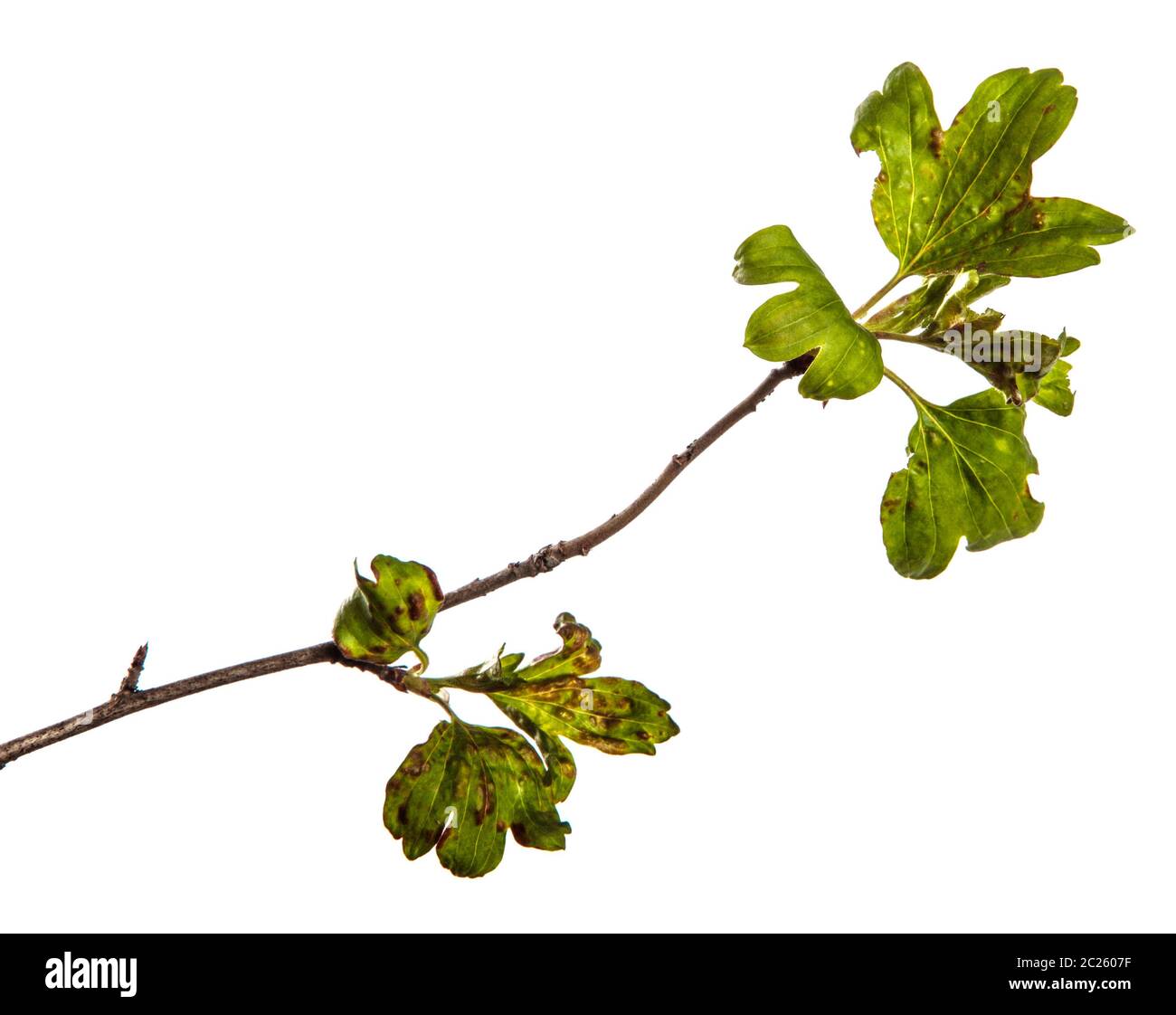 branch currant bush with leaves affected by the disease. isolated on white Stock Photo