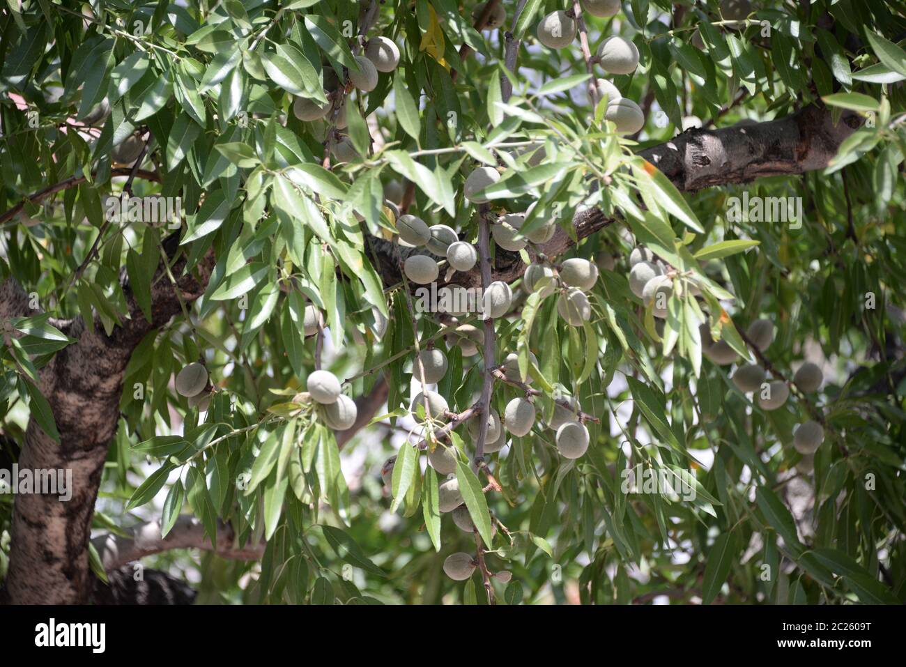 fresh almonds on tree in the province of Alicante, Costa Blanca, Spain Stock Photo