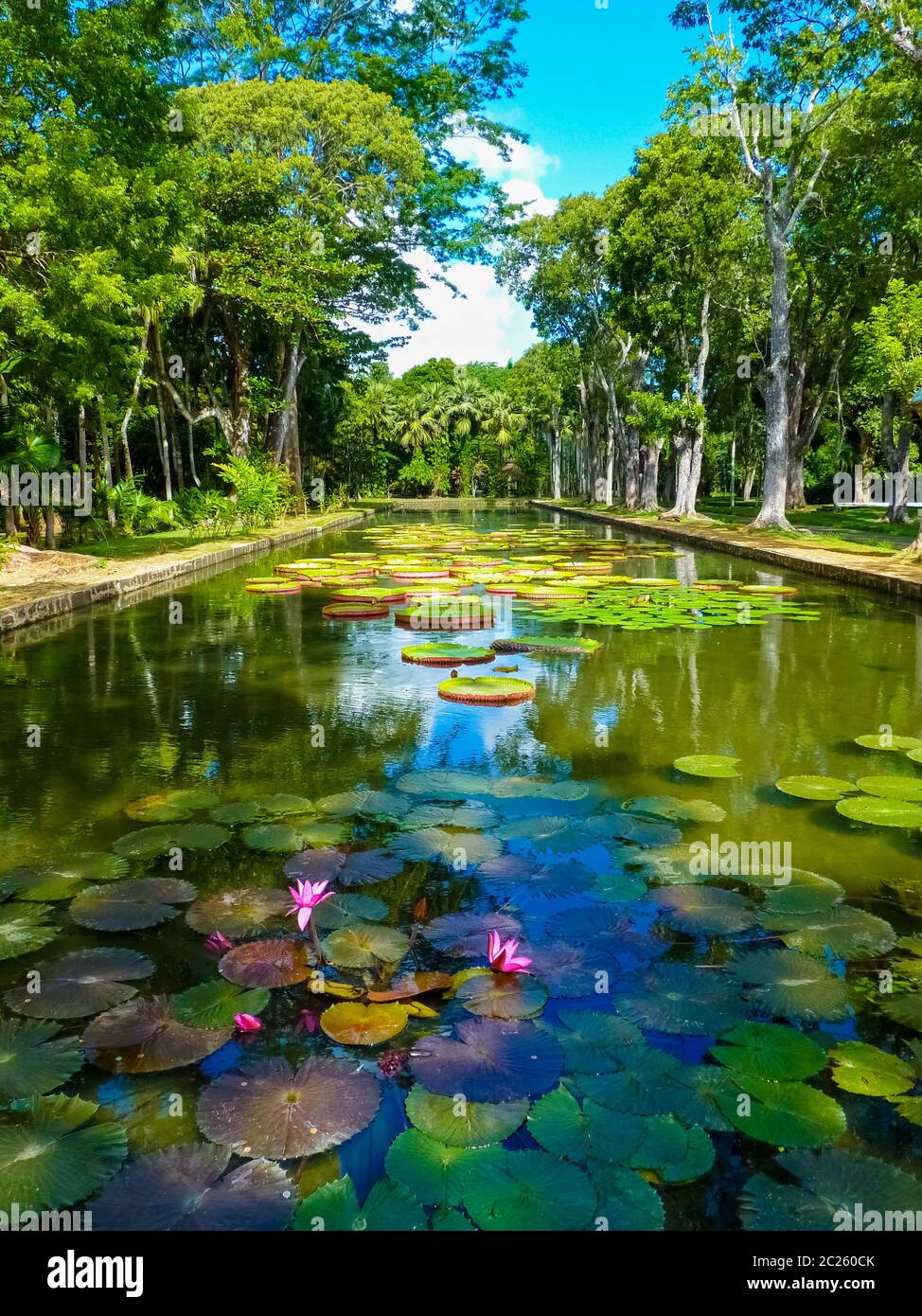 Sir Seewoosagur Ramgoolam Botanical Garden in Pamplemousses, Mauritius island Stock Photo