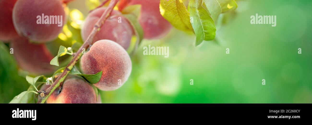 Peach tree with fruits on branches Stock Photo