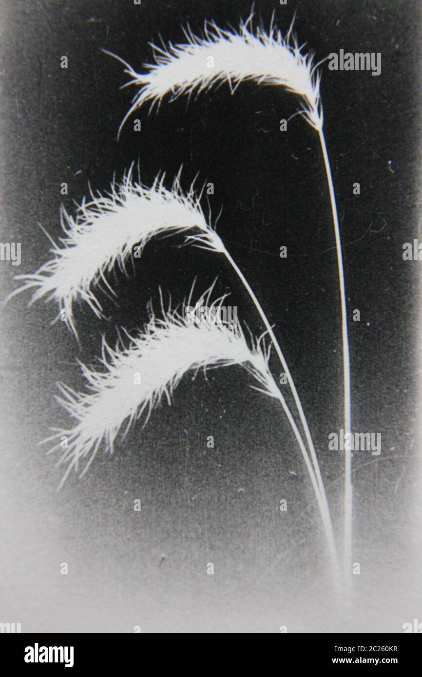 Fine 70s vintage black and white extreme photography of wild Cenchrus ciliaris tufted grasses growing in the field. Stock Photo