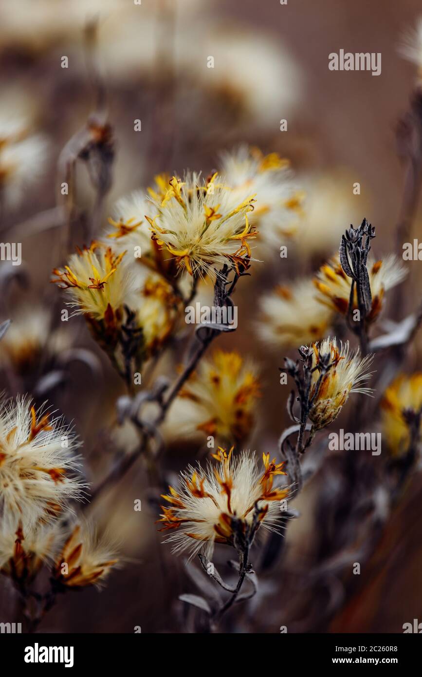 A close up of some dried plants with some white flowers · Free Stock Photo