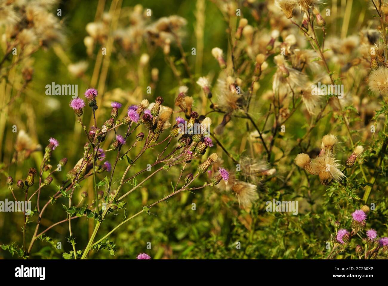 Common donkey thistle, Onopordum acanthium, in a meadow in August Stock Photo
