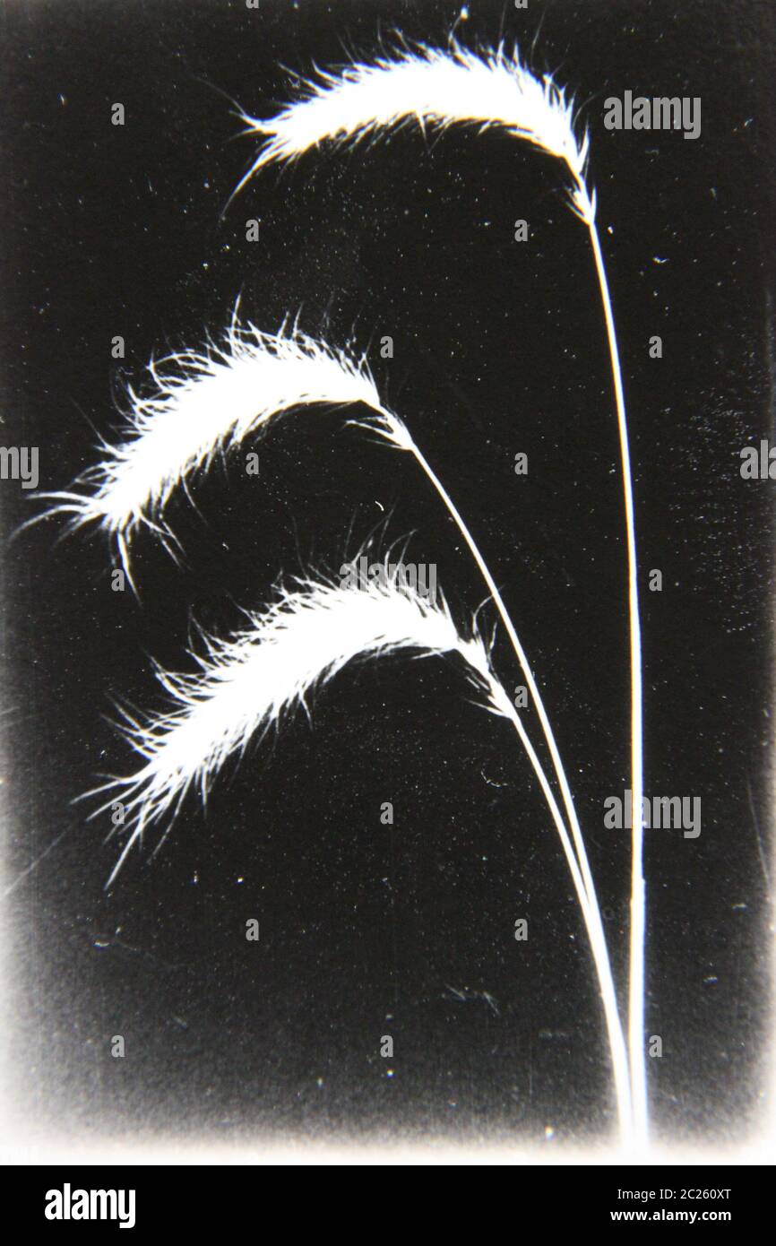 Fine 70s vintage black and white extreme photography of wild Cenchrus ciliaris tufted grasses growing in the field. Stock Photo