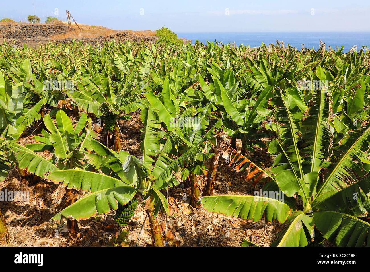 Plantation of bananas in Tenerife, Canary Islands Stock Photo