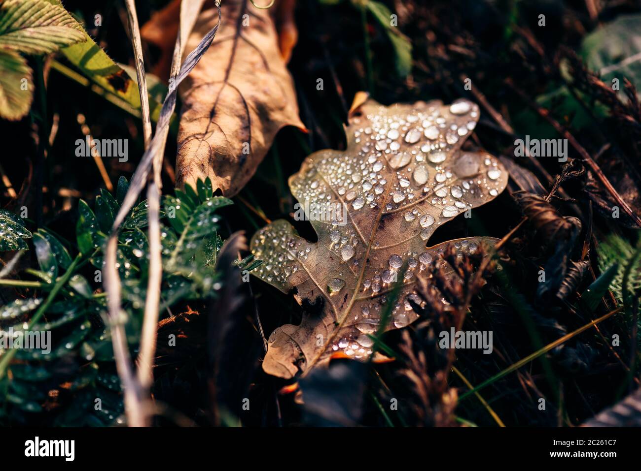 Fallen oak leaf with drops on surface after rain Stock Photo - Alamy