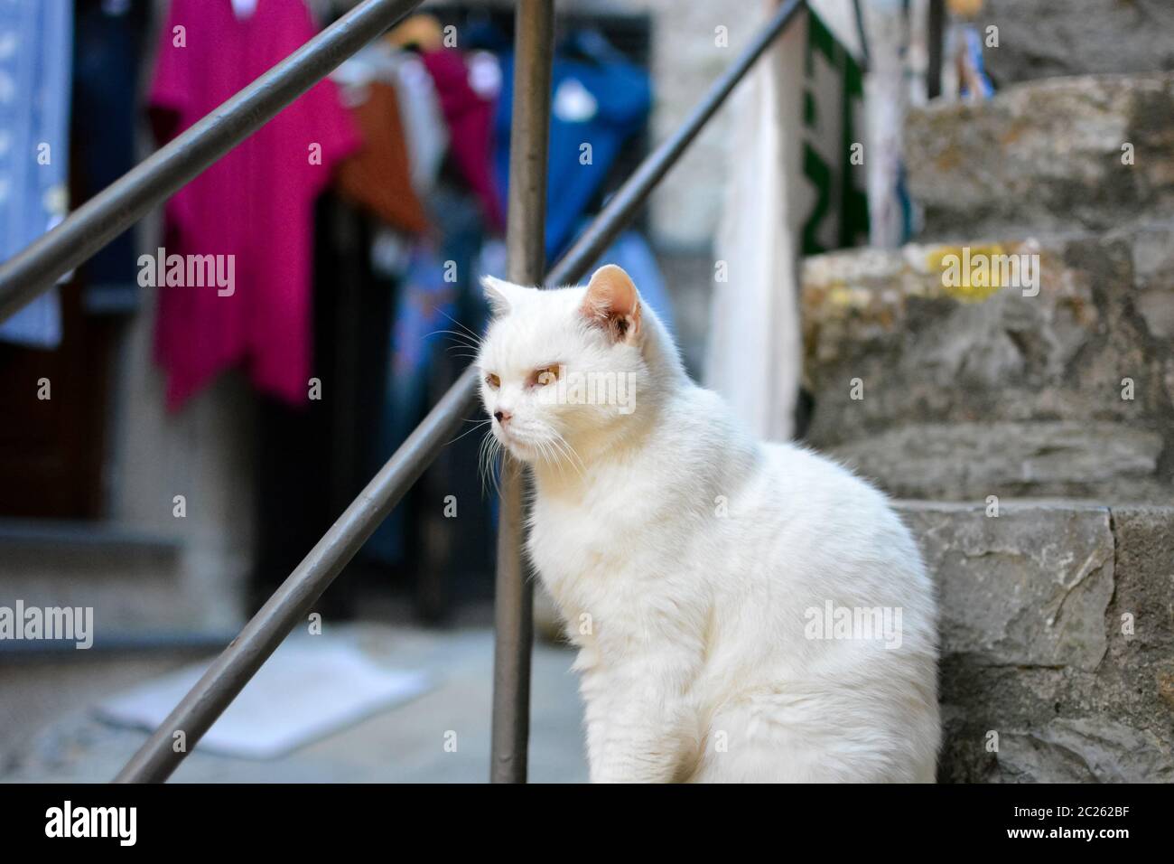 A white cat ill from cancer on his nose and around his eyes in the Italian village of Portovenere Italy. Stock Photo