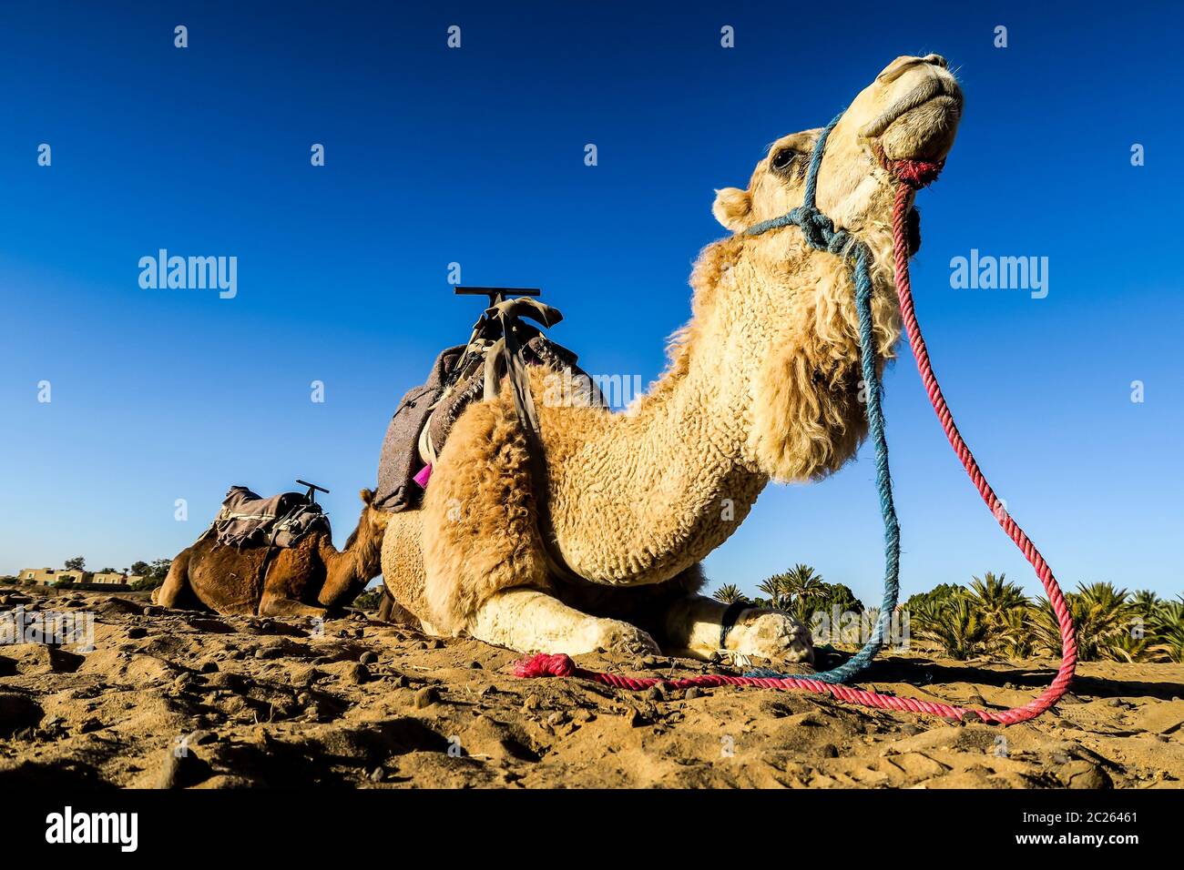 camel in the desert, photo as background Stock Photo