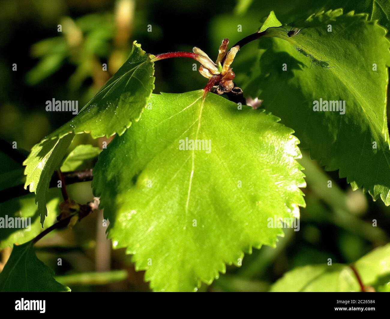 Birch with green leaves in summer. Thicket birches Stock Photo Alamy