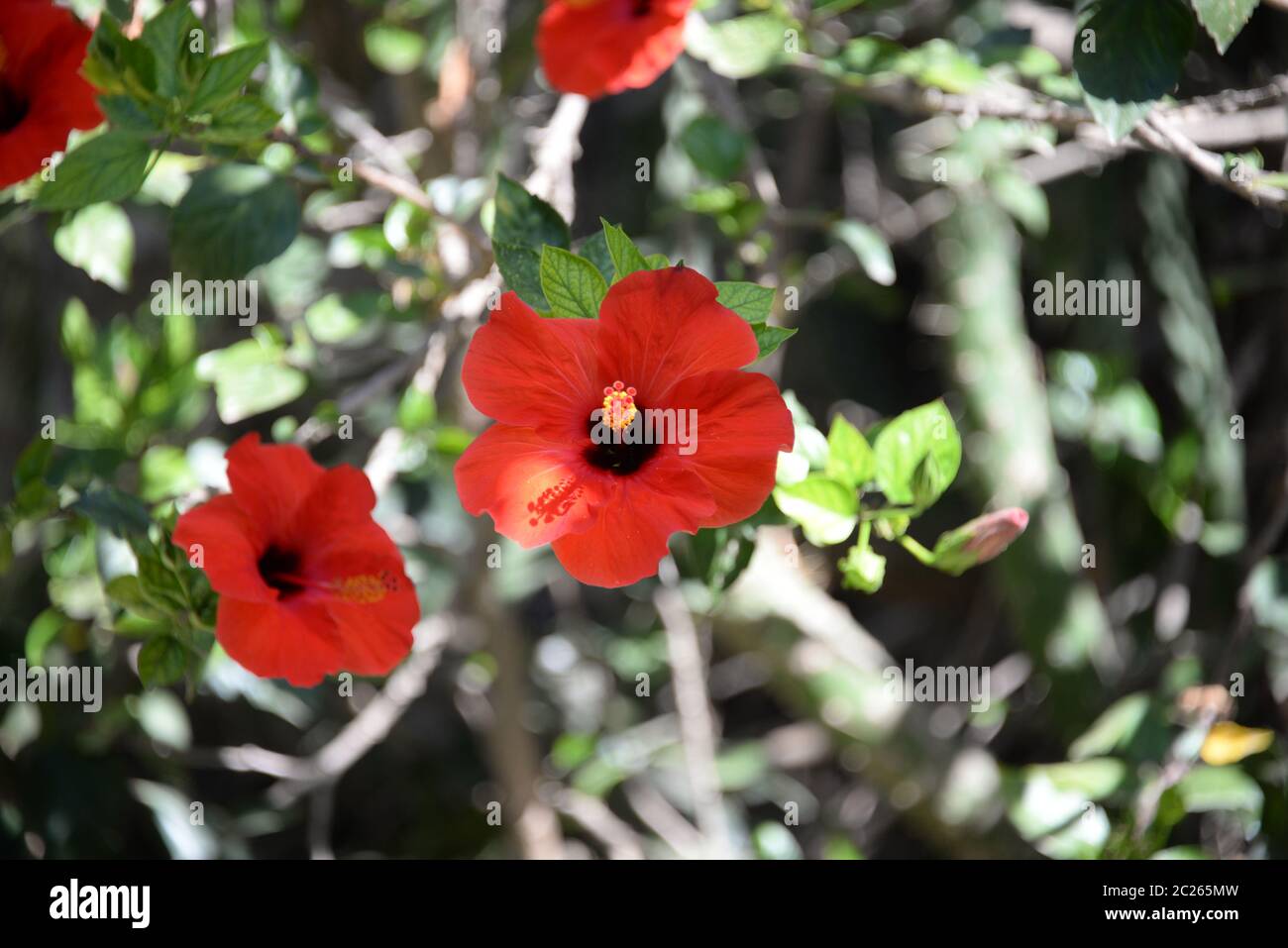 hibiscus flower on the hibiscus shrub in the province of Alicante