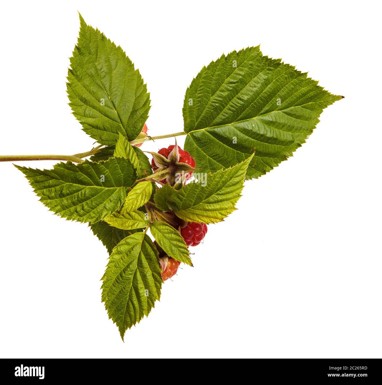Ripe red raspberry on a branch. Isolated on white Stock Photo