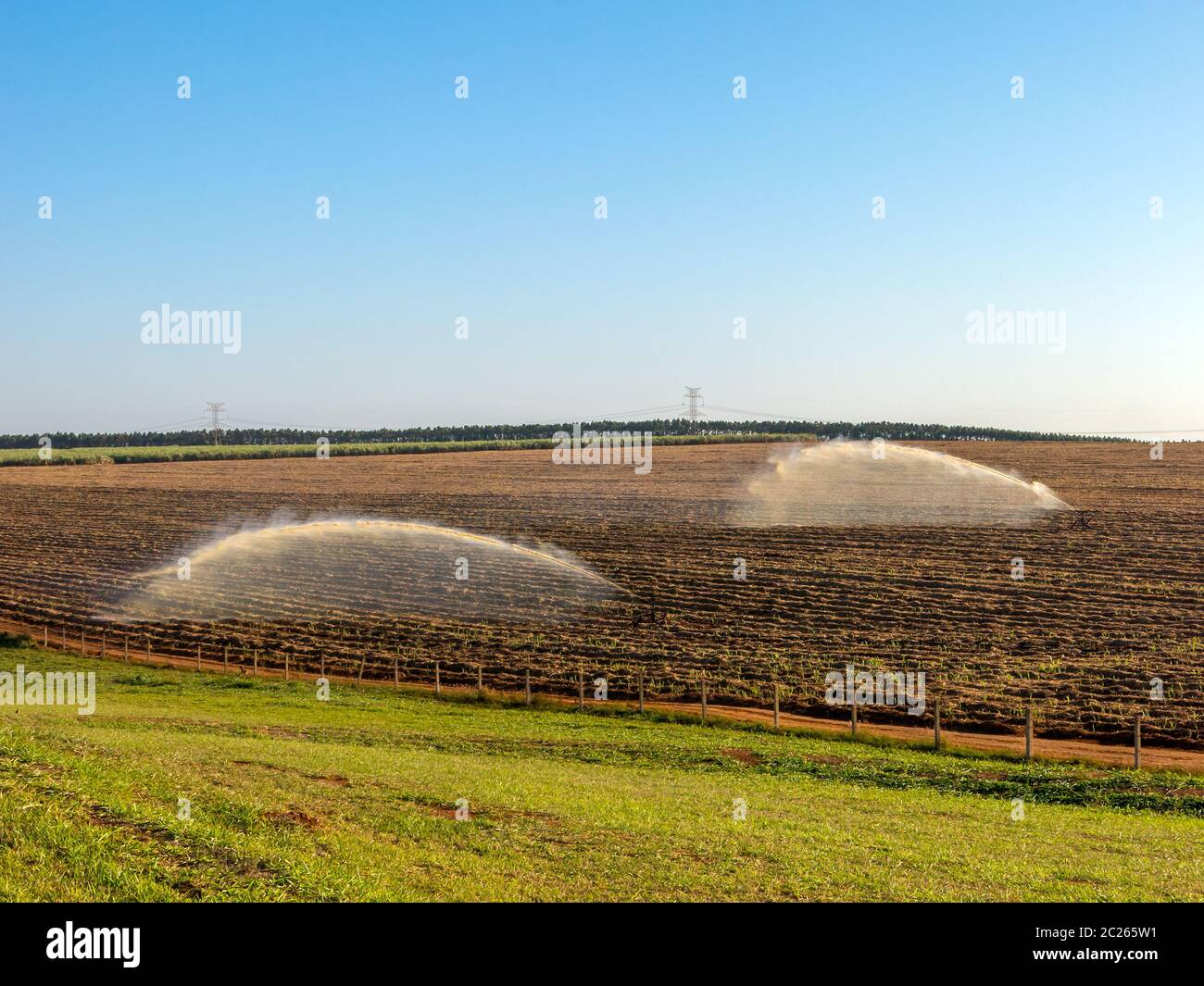 Sugar cane planting irrigation in Brazil Stock Photo Alamy
