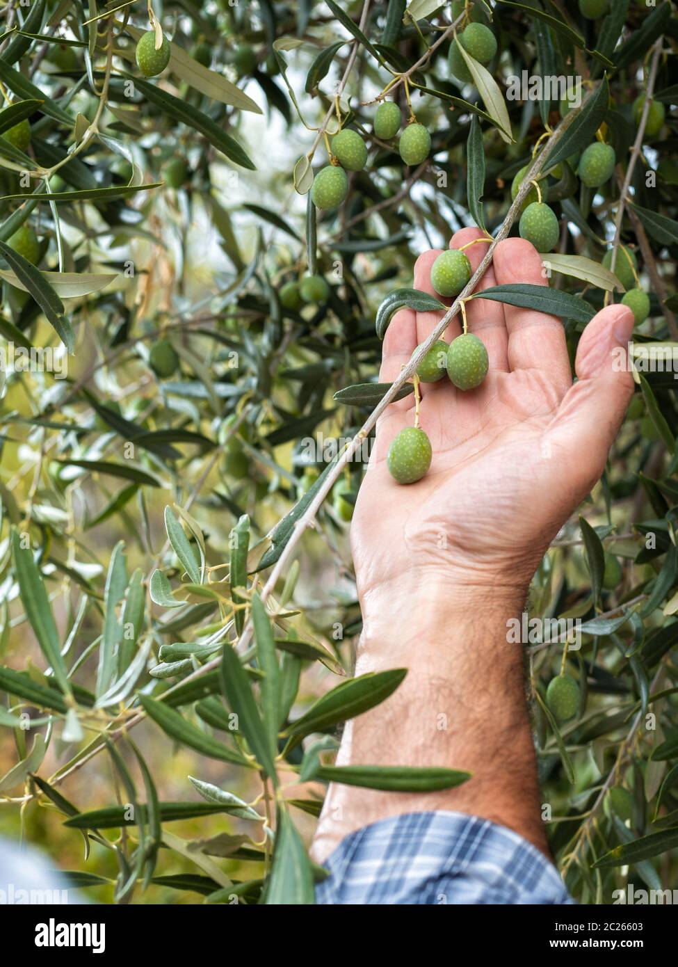 Olive harvest ancient greece hi-res stock photography and images - Alamy
