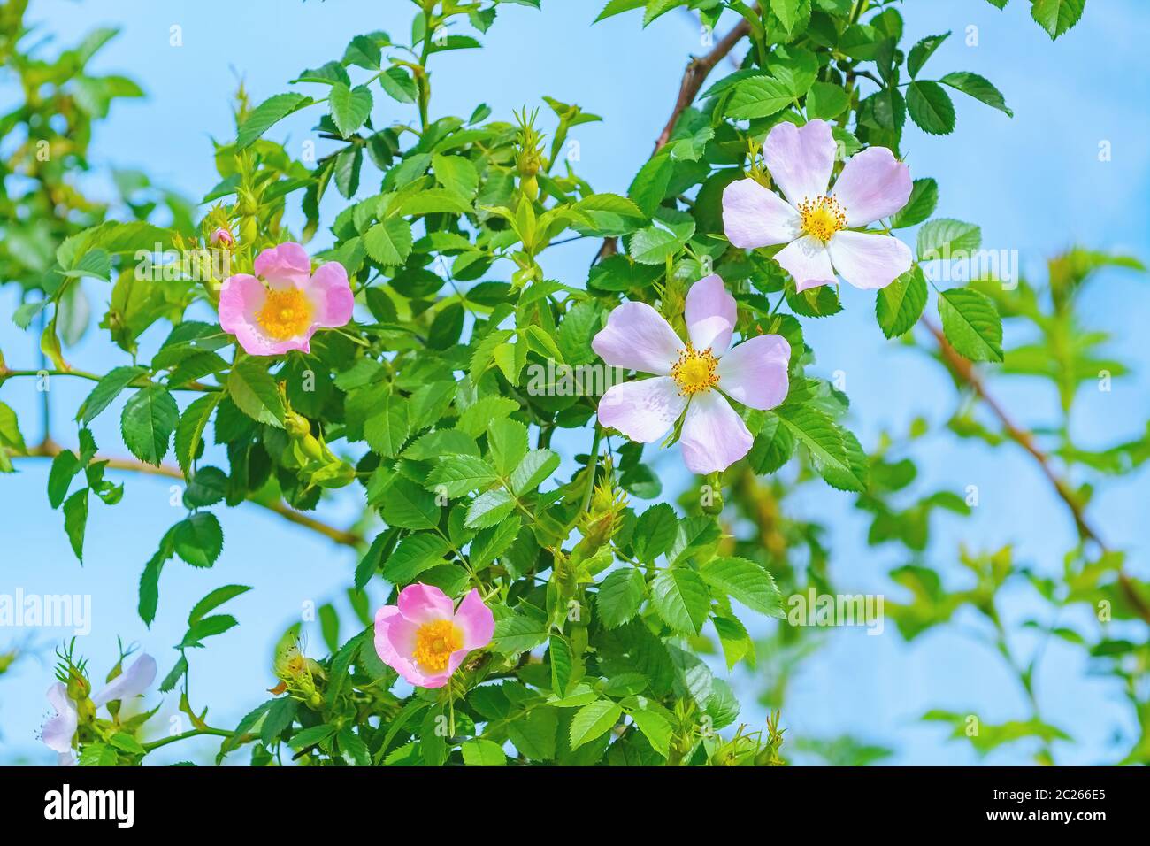 Pink Flowers of Climbing Rose - Rosa Multiflora Stock Photo