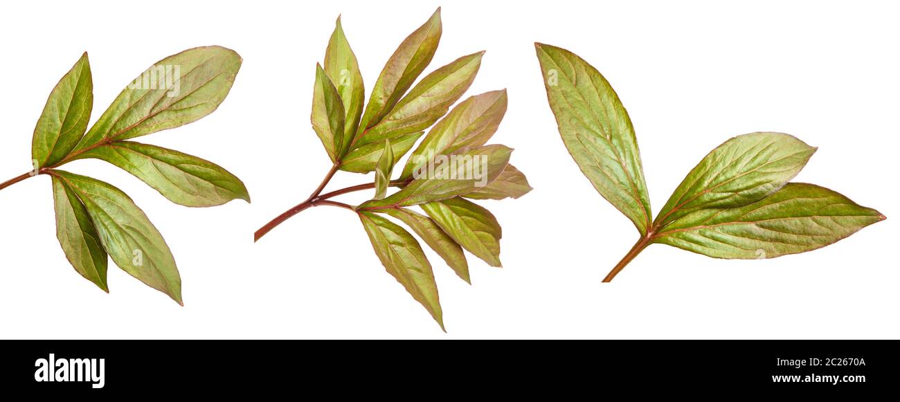 Young leaf peony bush. Isolated on white. Set Stock Photo Alamy