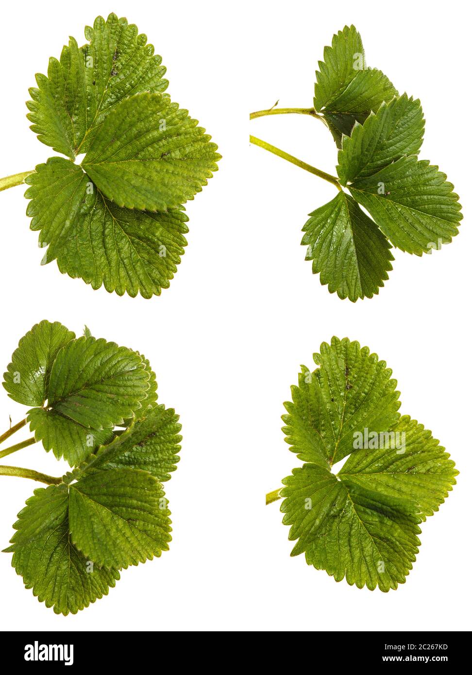 Green strawberry leaves. Isolated on white. Set Stock Photo Alamy