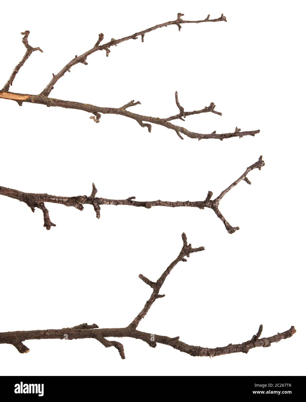 Dry tree branches isolated on white. Set Stock Photo