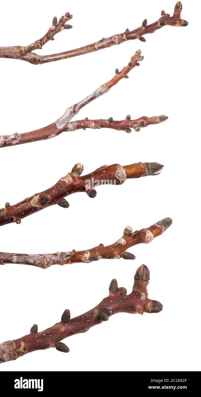 branch of walnut with unblown kidneys. Isolated on white. Set Stock