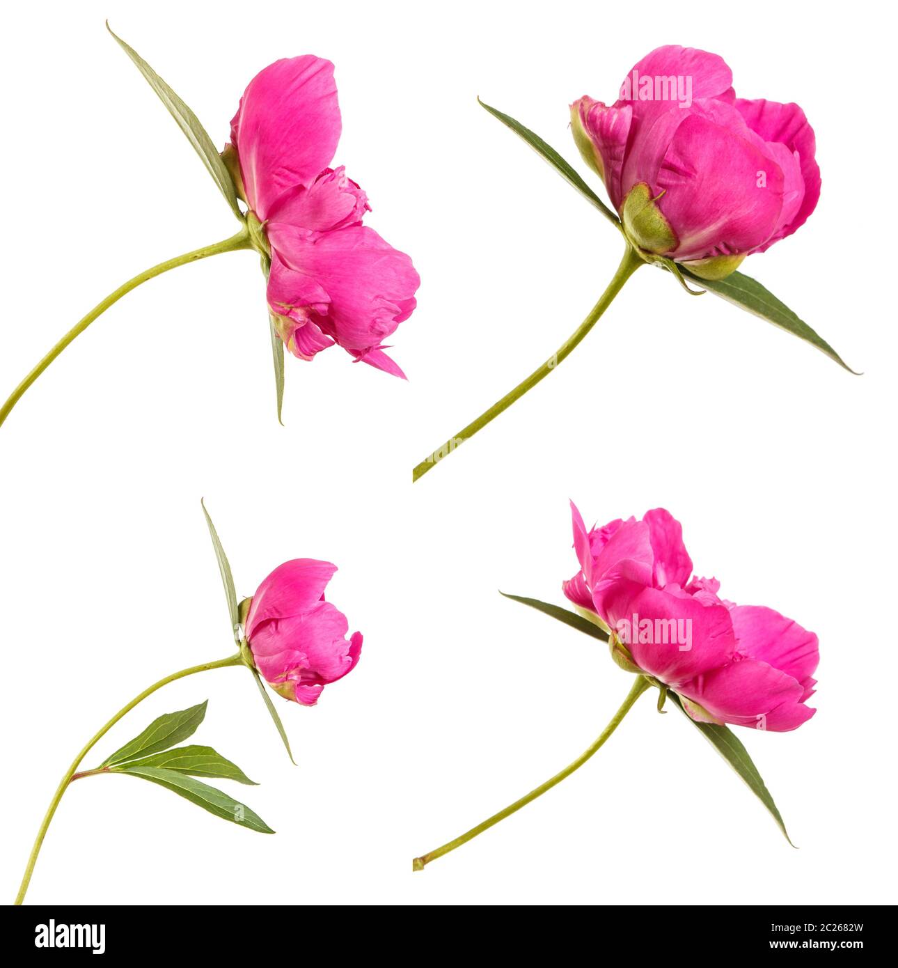 Red peony flower. Isolated on white. Set Stock Photo