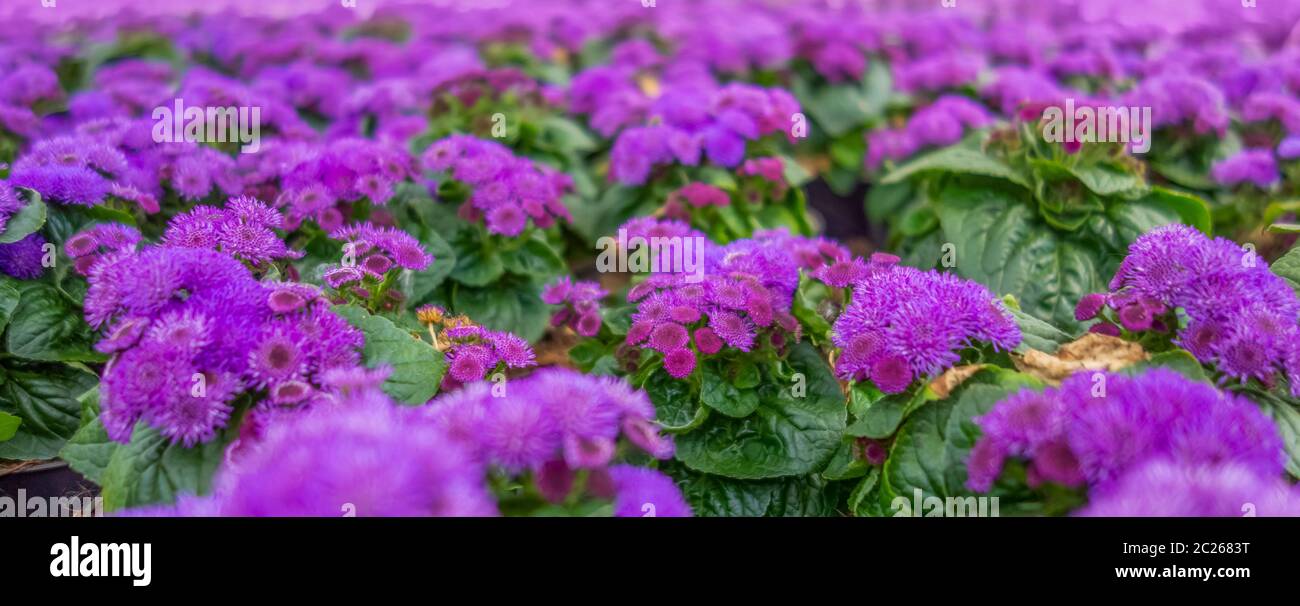 violet flowers closeup in natural back Stock Photo - Alamy