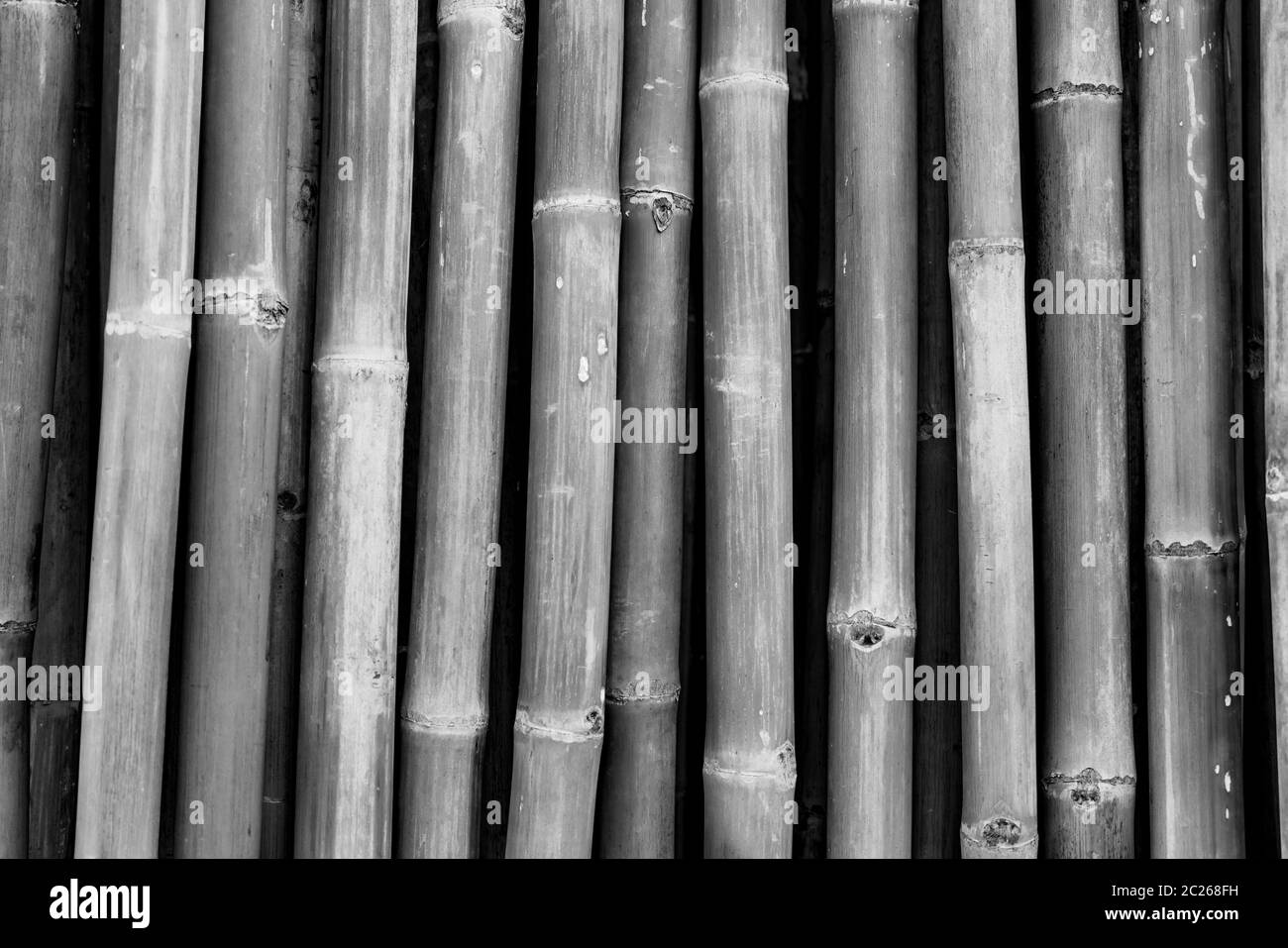 Dried bamboo pole texture background. Grey background for death, sad ...
