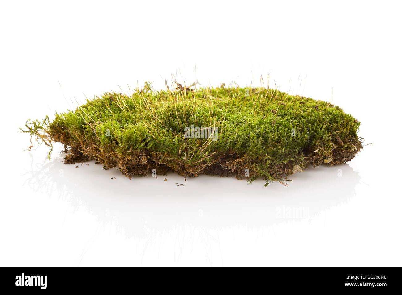 Green moss isolated on white bakground. Stock Photo