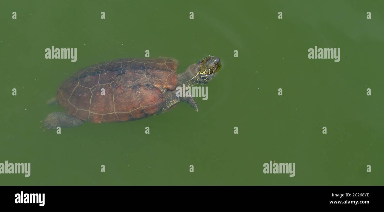 Tortoises swimming hi-res stock photography and images - Alamy