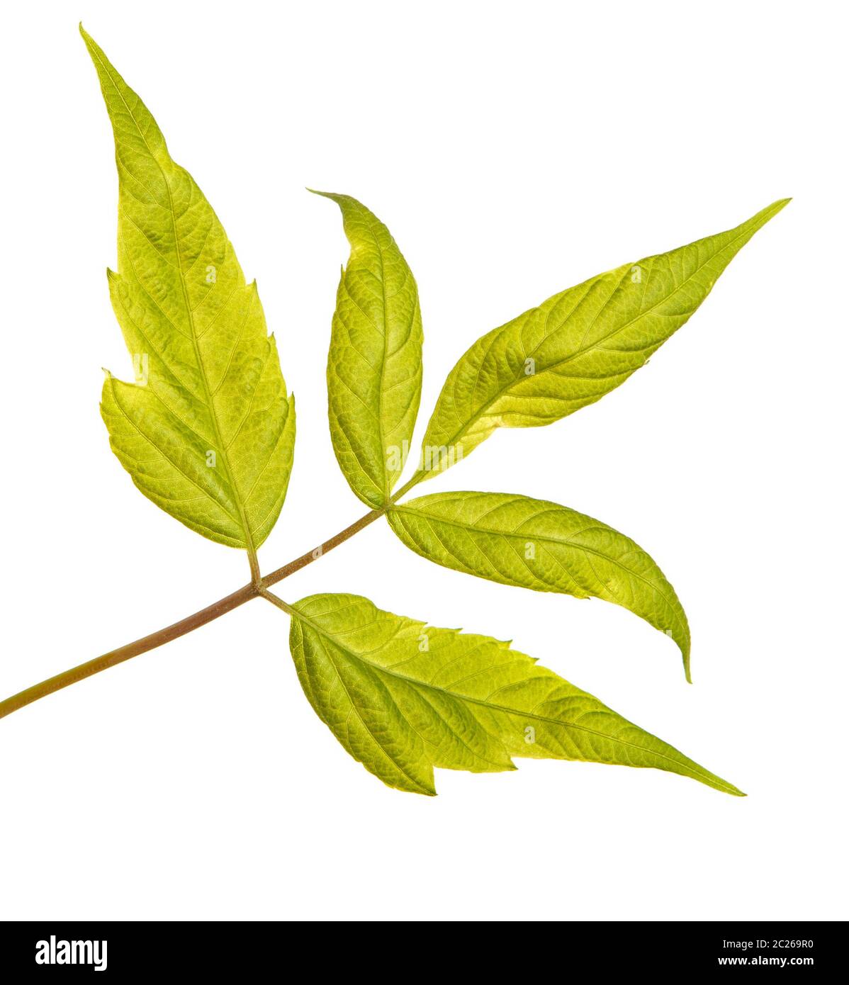 Maple branches with green leaves. Isolated on white Stock Photo - Alamy