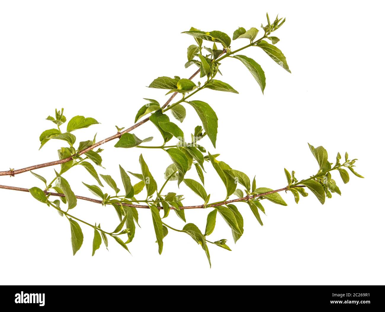 Branch of a jasmine bush with green leaves. Isolated on white Stock
