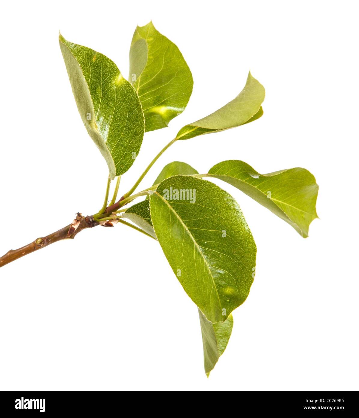 branch of pear tree with young green leaves. Isolated on white Stock Photo